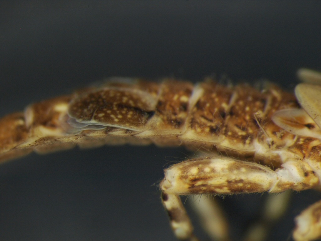 Eurylophella karelica 3